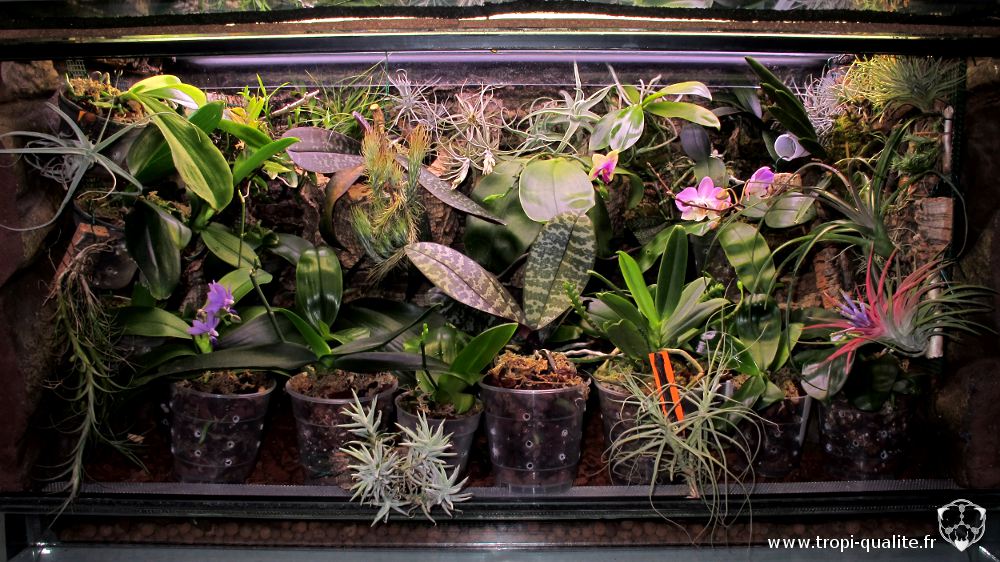 Quelles plantes choisir pour un terrarium en verre fermé ?