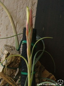 Tillandsia schiedeana x baileyi inflorescence 05/2007 (cliquez pour agrandir)