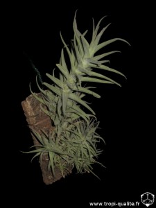 Tillandsia purpurea spécimen #2 (cliquez pour agrandir)